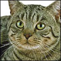 The American shorthair looks comfortably  familiar to the average cat lover with his sturdy body style and good looks.