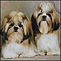 The shih tzu is an excellent choice for the elderly or families with children.