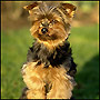 The Yorkie was originally used as a working dog but became a fashionable pet in England in the late Victorian era.