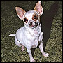 Centuries ago in Mexico the Chihuahua was treated as a sacred dog and even thought to help passage into the afterlife.