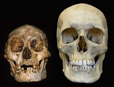 Hobbit-Like Human Picture Gallery: Photo of floresiensis and sapien skulls