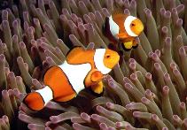 Show available picture(s) for Amphiprion percula