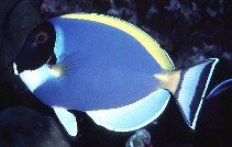 Show available picture(s) for Acanthurus leucosternon
